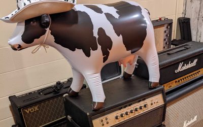 Cow on a guitar amps and bass amps